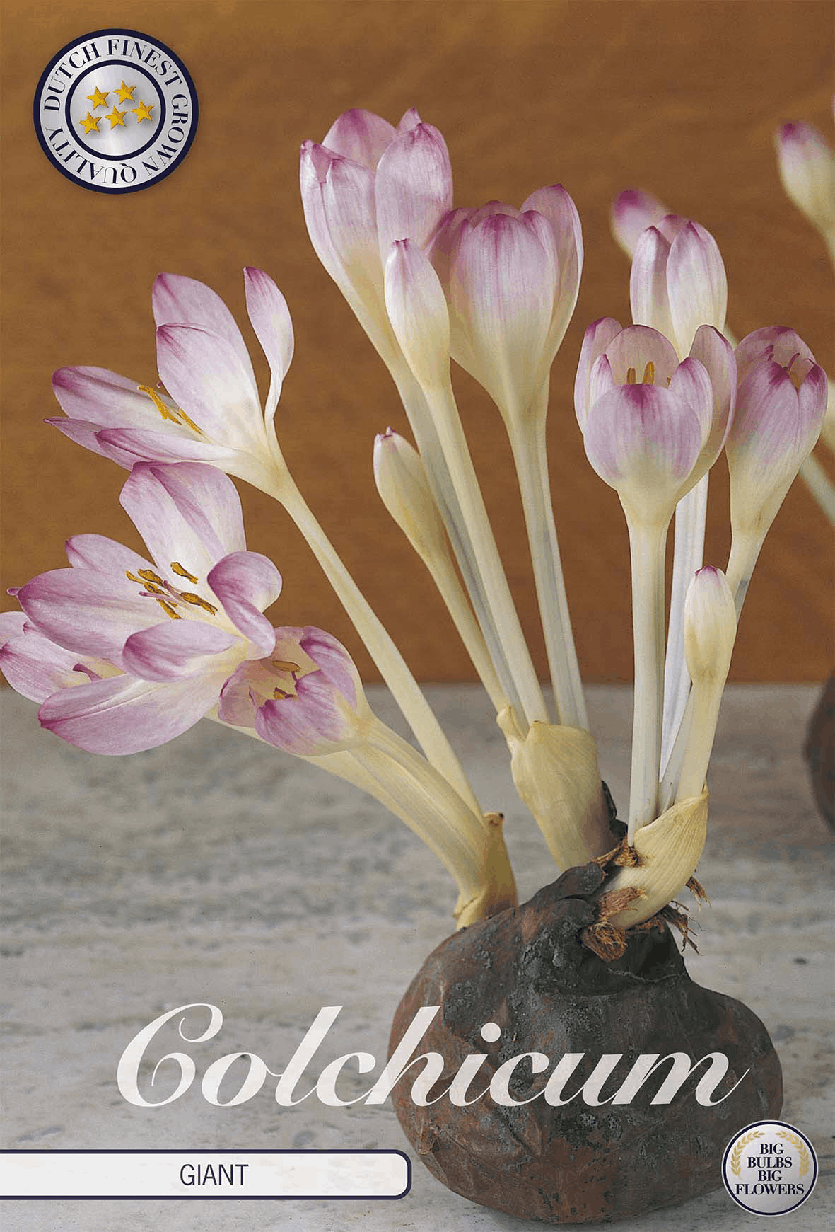 Colchicum-reus