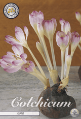 Colchicum-reus