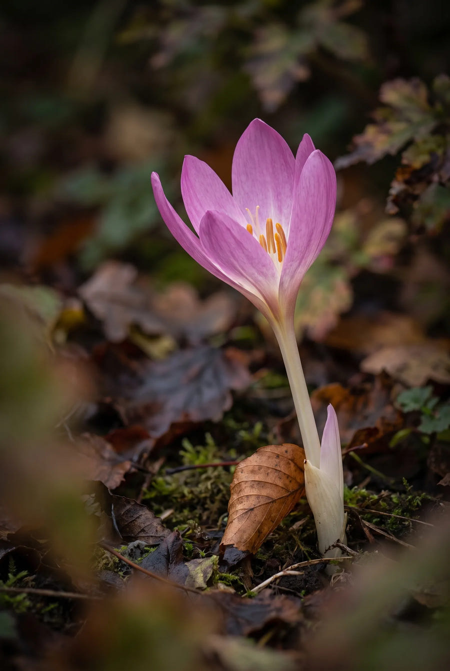 Colchicum Giant — sfeerbeeld