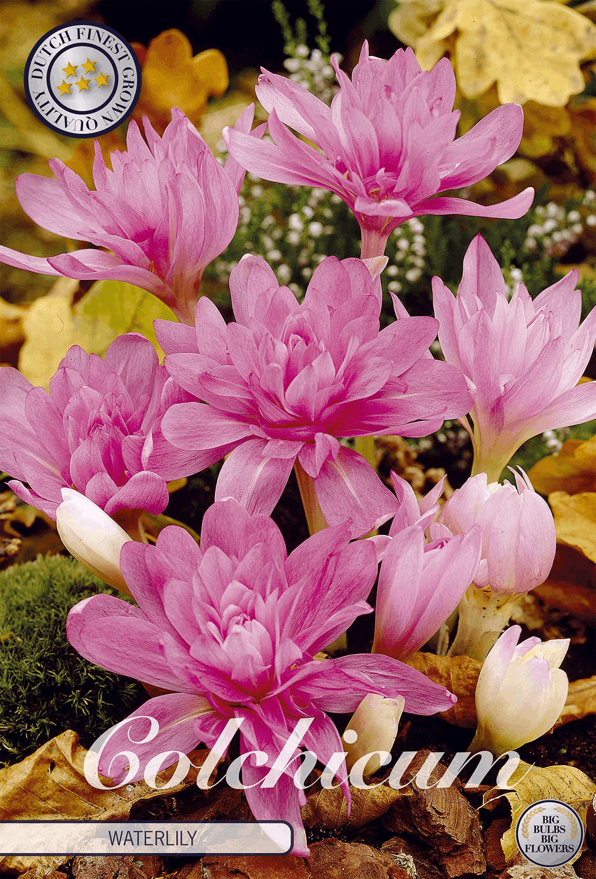 Colchicum waterlelie