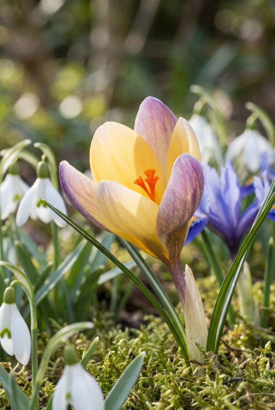 Crocus Advance — close-up van de bloem