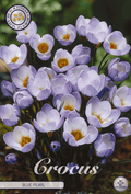Crocus Blue Pearl
