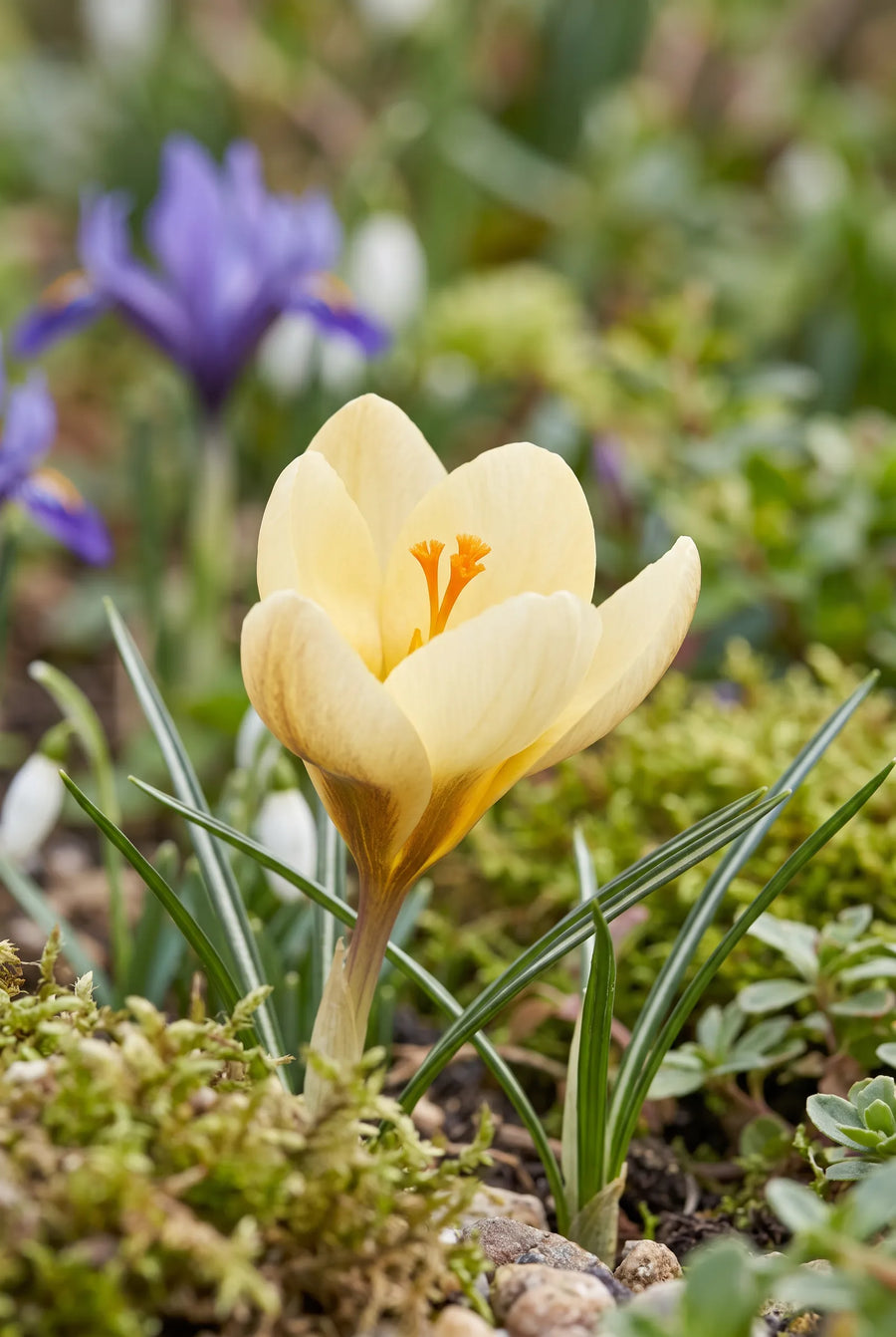 Crocus Cream Beauty — close-up van de bloem