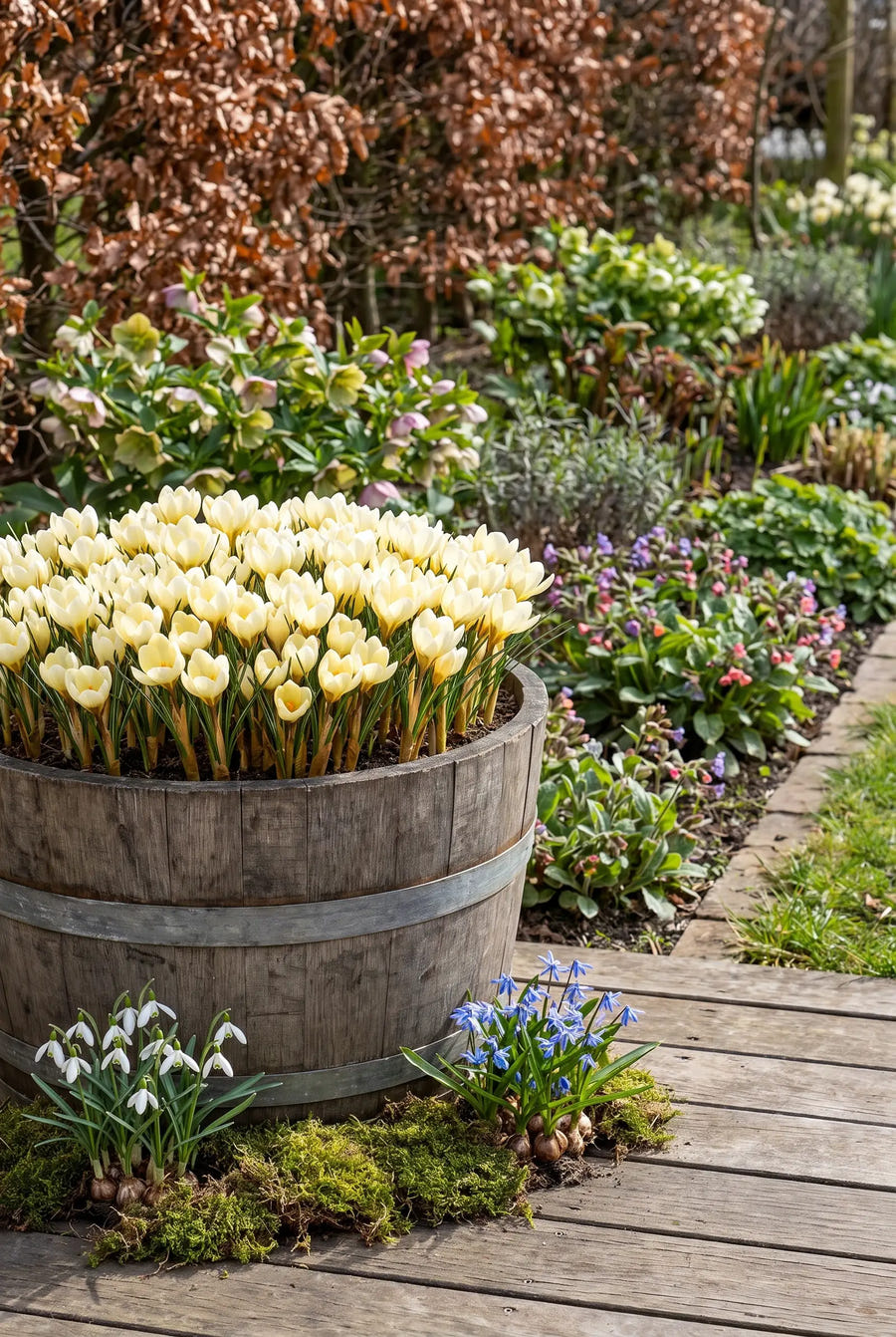 Crocus Cream Beauty — in pot op terras