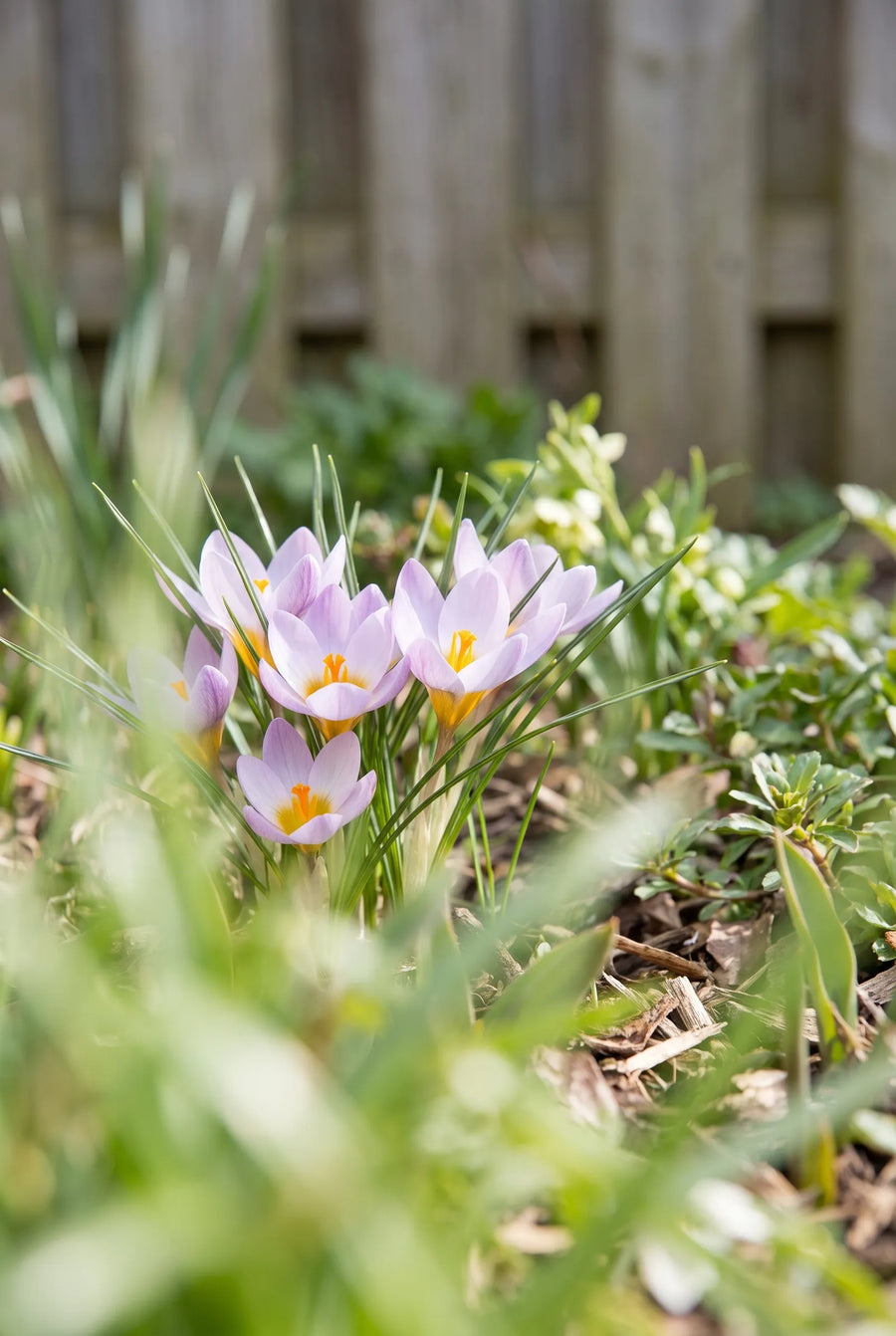 Crocus Firefly — in de tuin