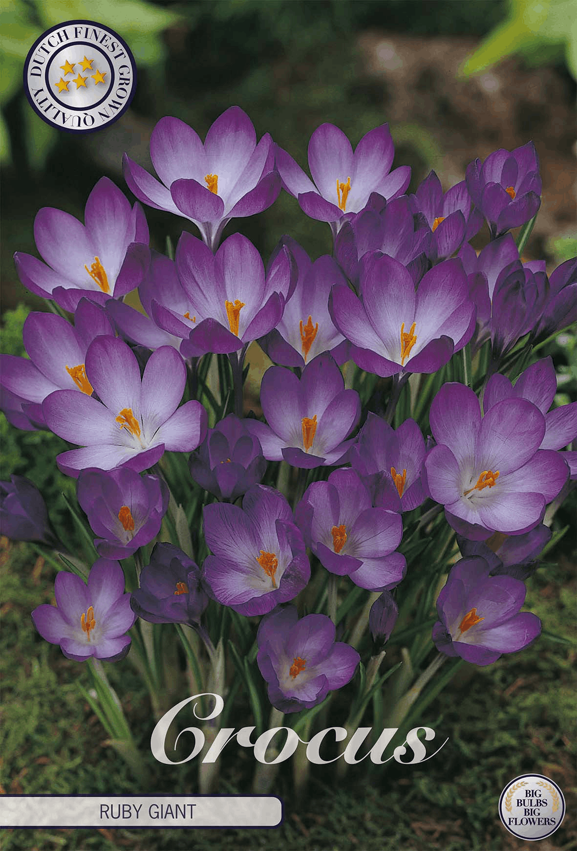 Krokus Robijn Reus