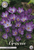 Krokus Robijn Reus