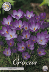 Krokus Robijn Reus