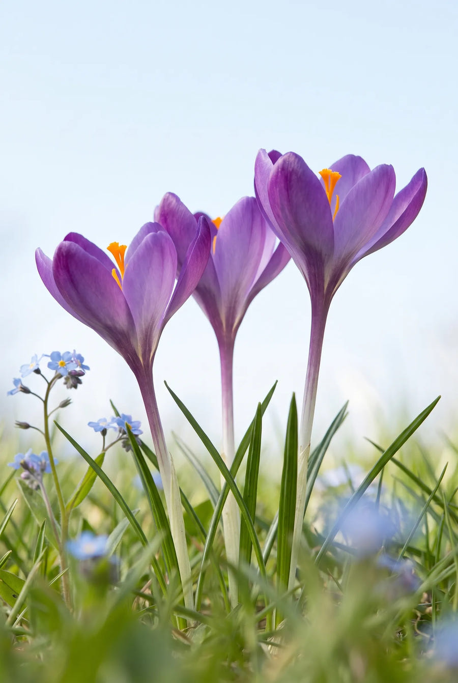 Crocus Ruby Giant — in de tuin