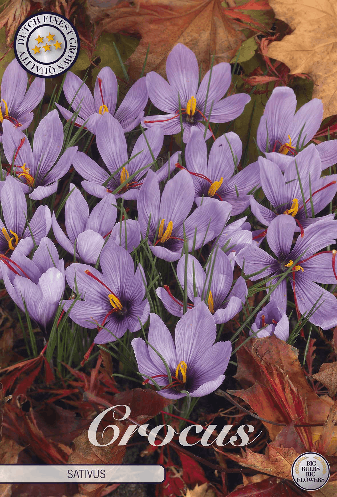 Crocus Sativus