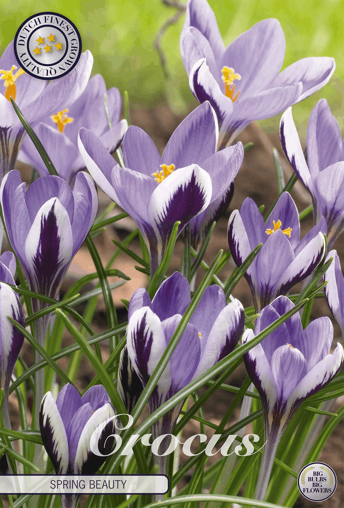 Crocus Lente Schoonheid