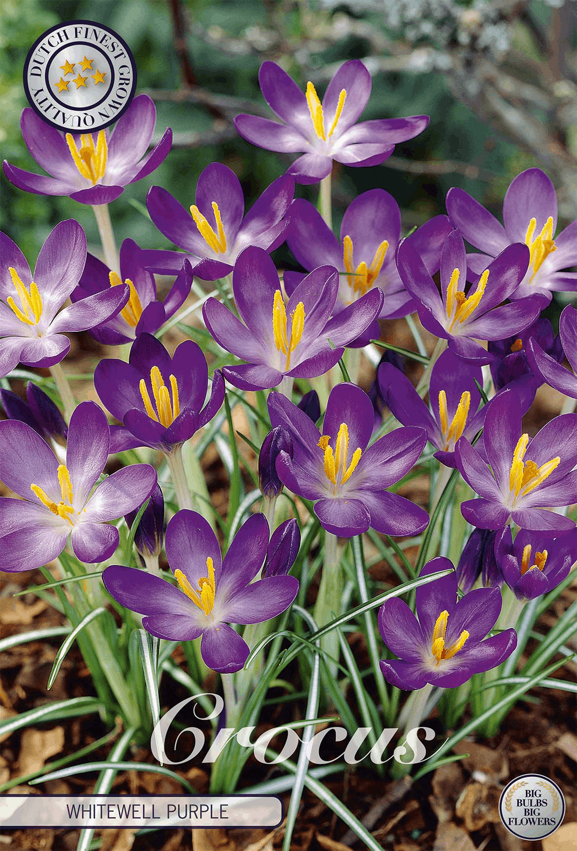 Crocus Whitewell Paars