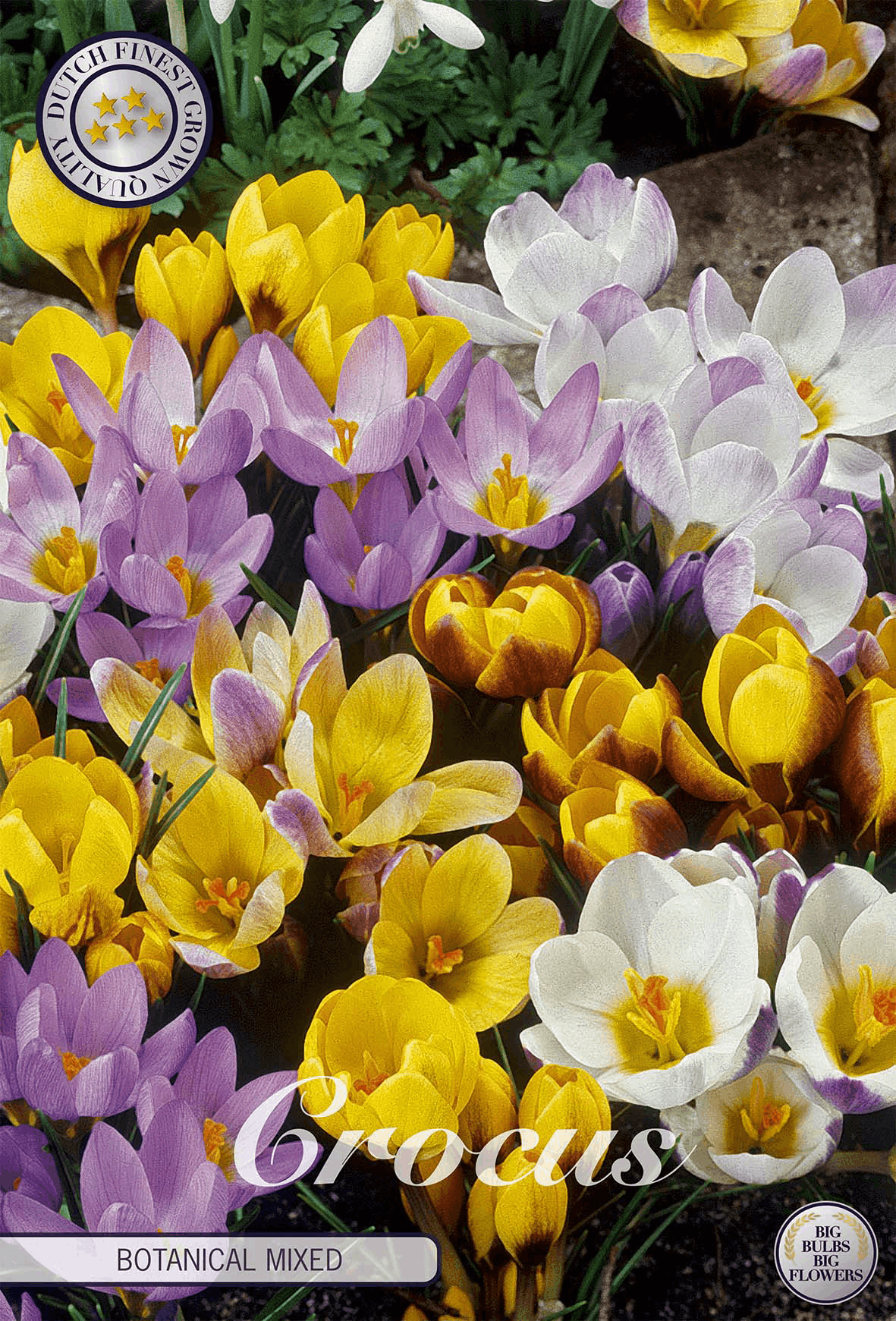 Crocus Botanische Mix