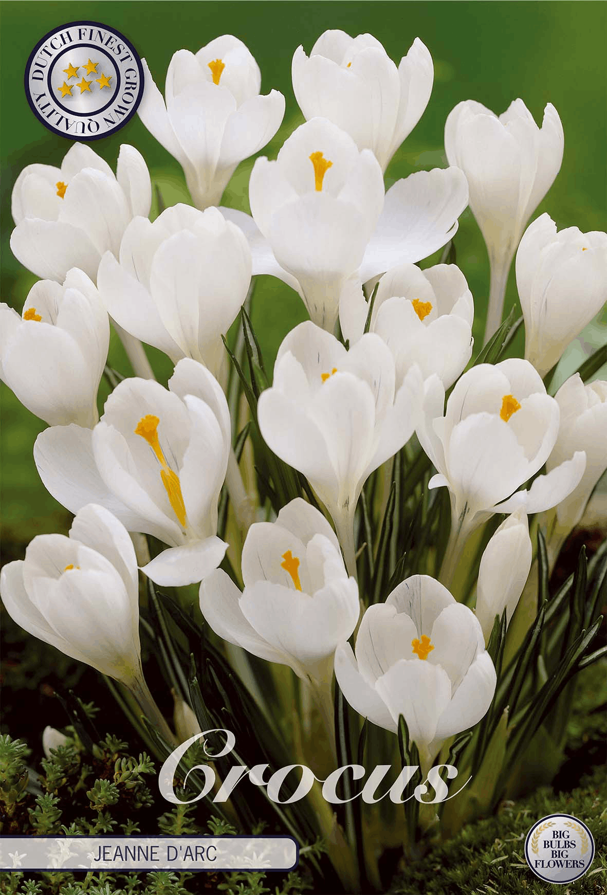 Crocus Jeanne d'Arc