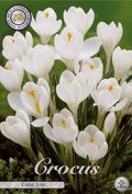 Crocus Jeanne d'Arc