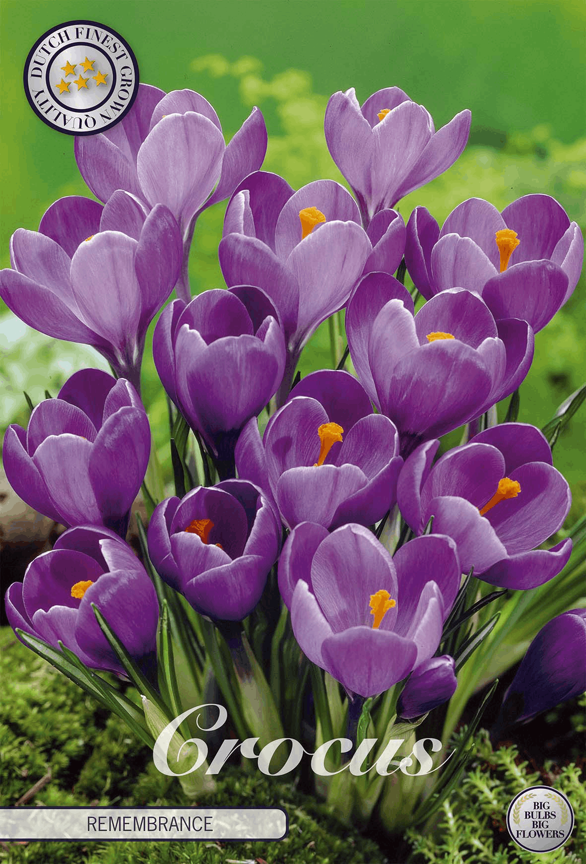 Crocus Herinnering
