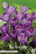 Crocus Herinnering