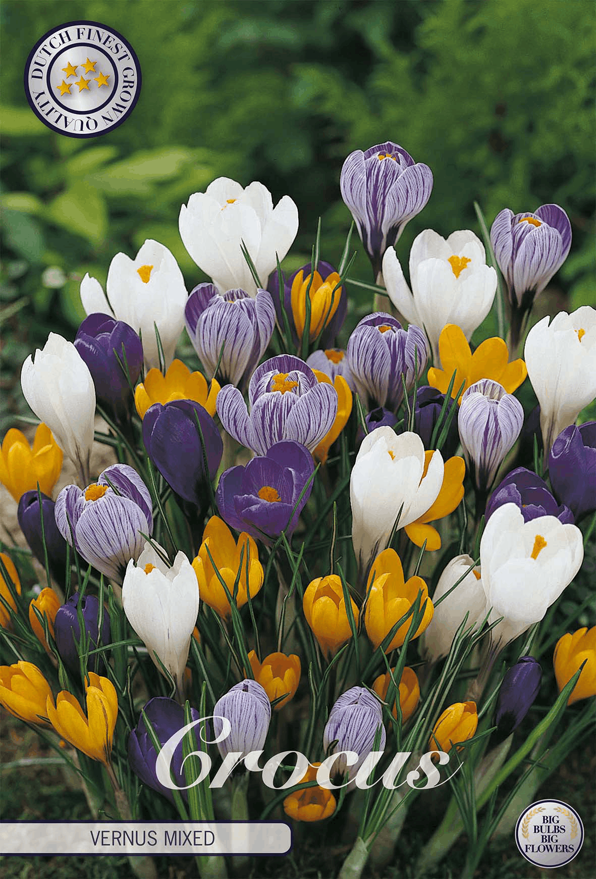 Crocus Vernus Gemengd