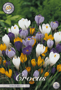 Crocus Vernus Gemengd