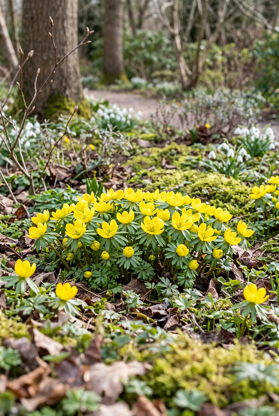 Eranthis Hyemalis — in de border