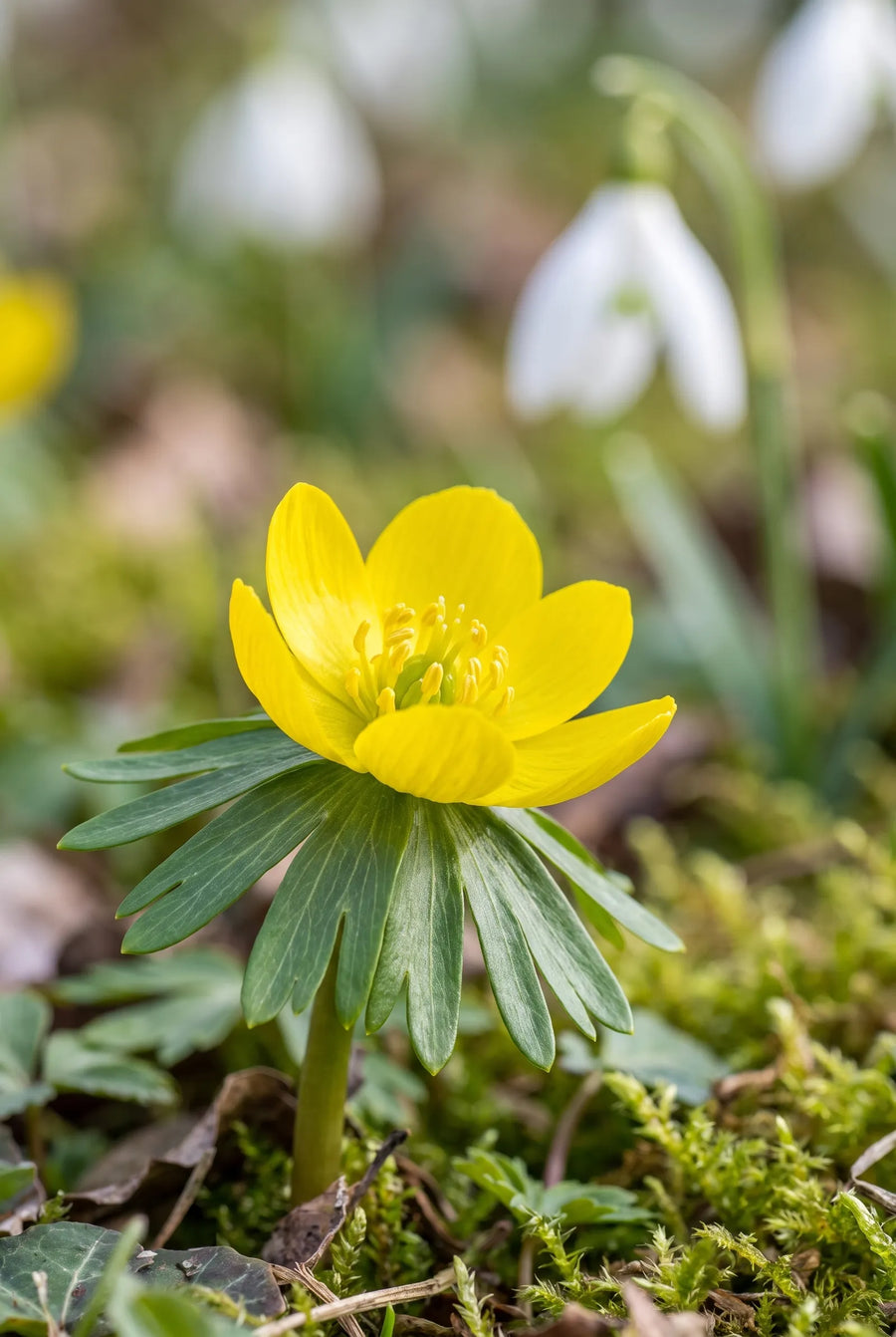 Eranthis Hyemalis — close-up van de bloem