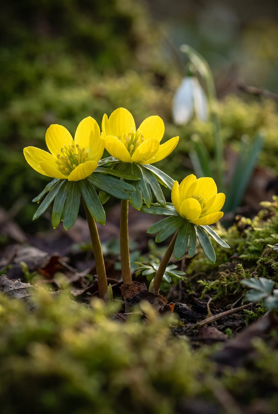 Eranthis Hyemalis — sfeerbeeld