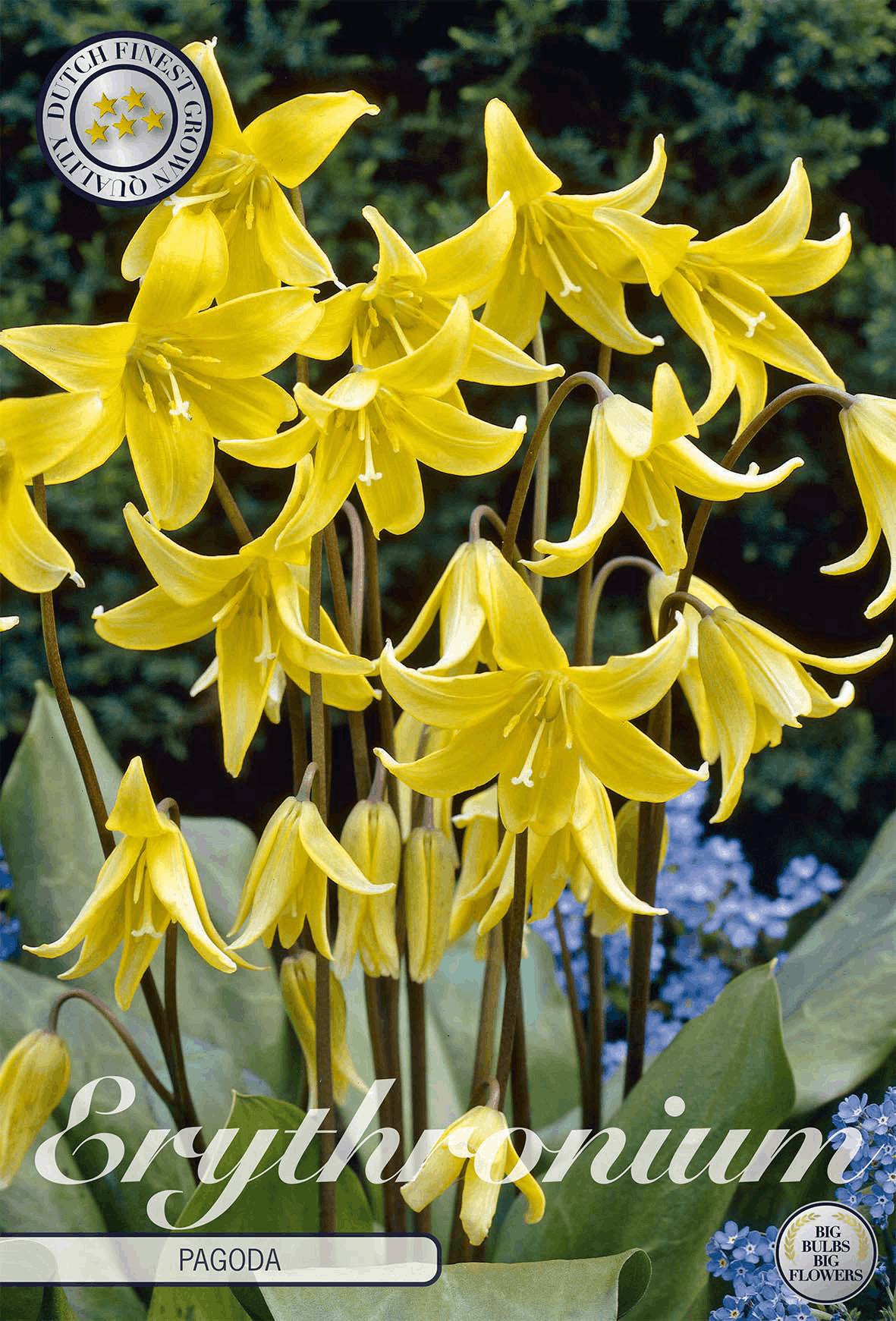 Erythronium Pagode