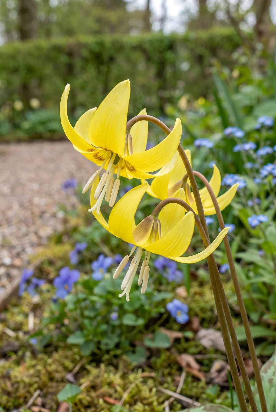 Erythronium Pagoda — close-up van de bloem
