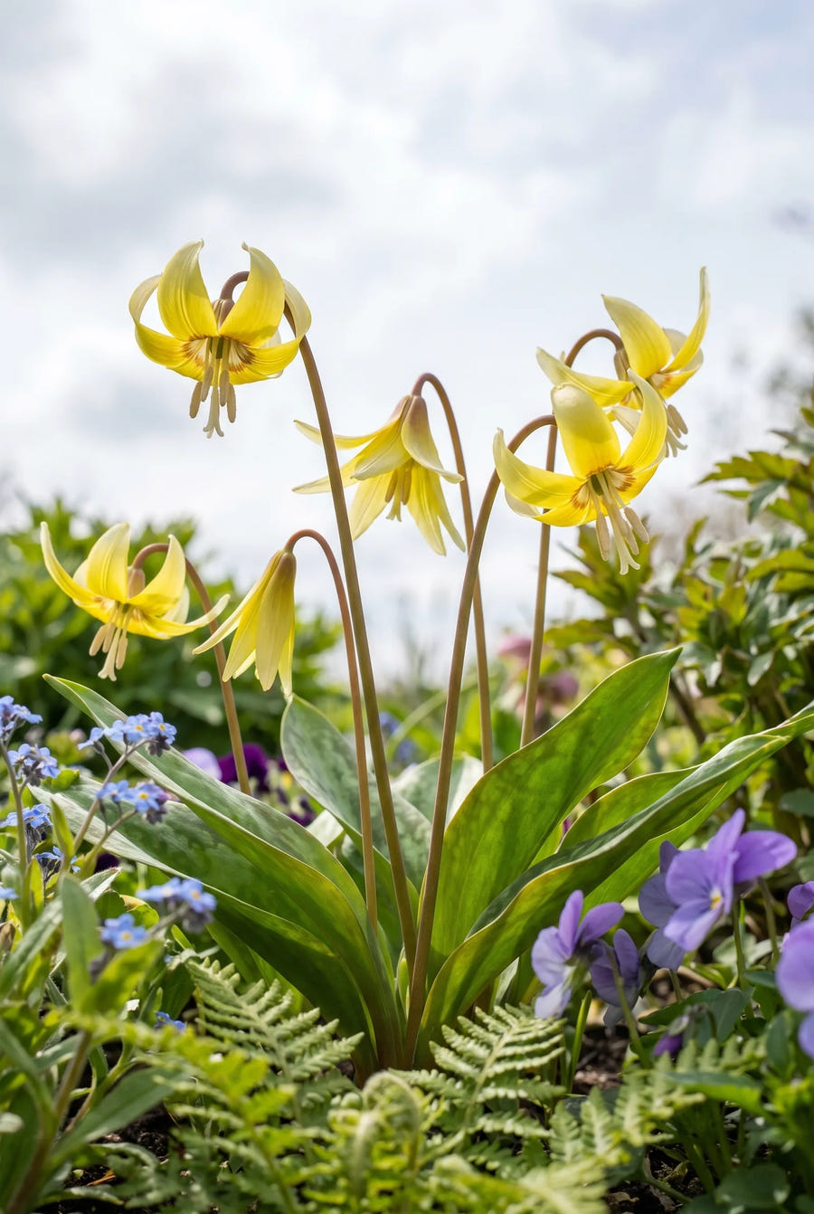 Erythronium Pagoda — in de tuin