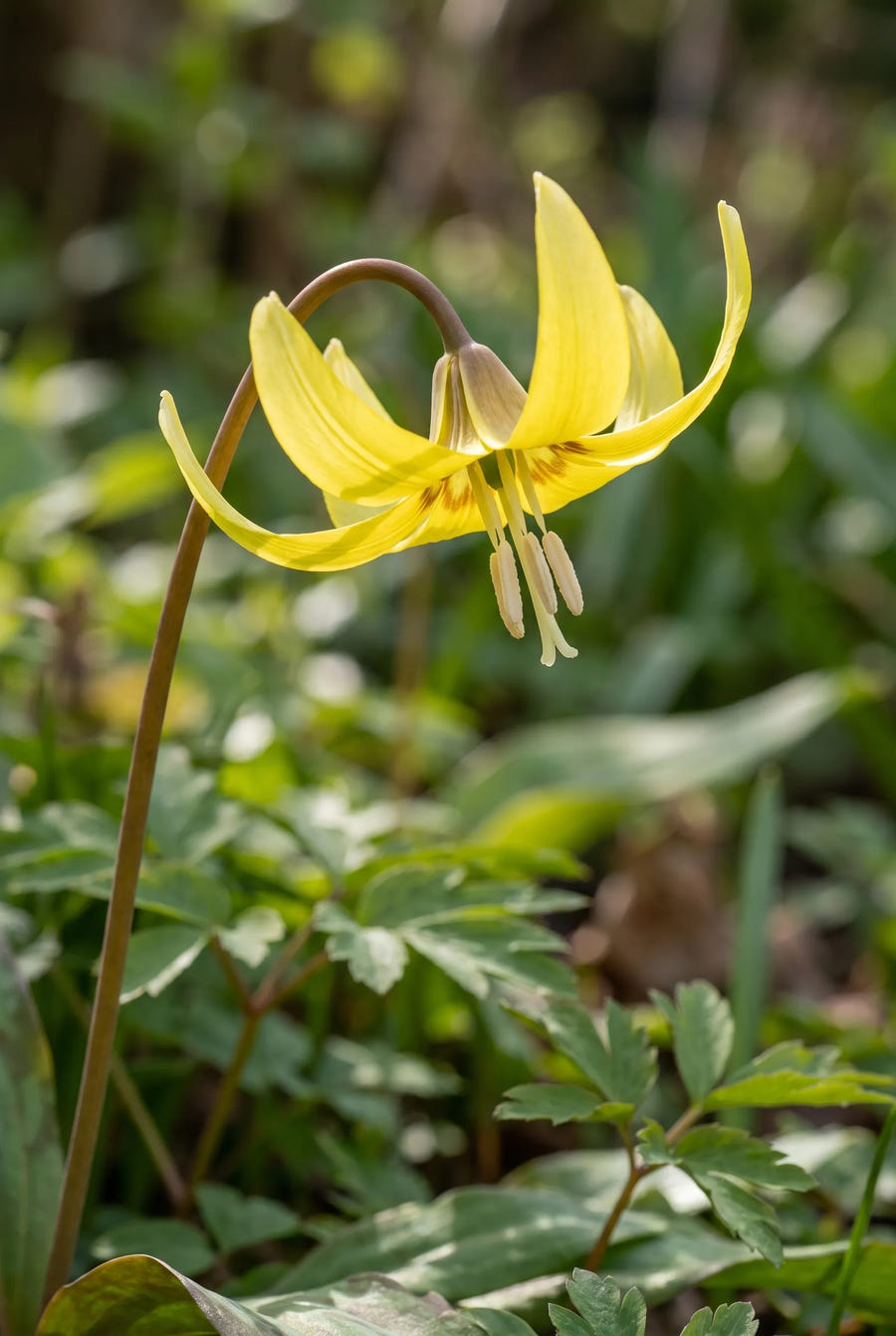 Erythronium Pagoda — sfeerbeeld