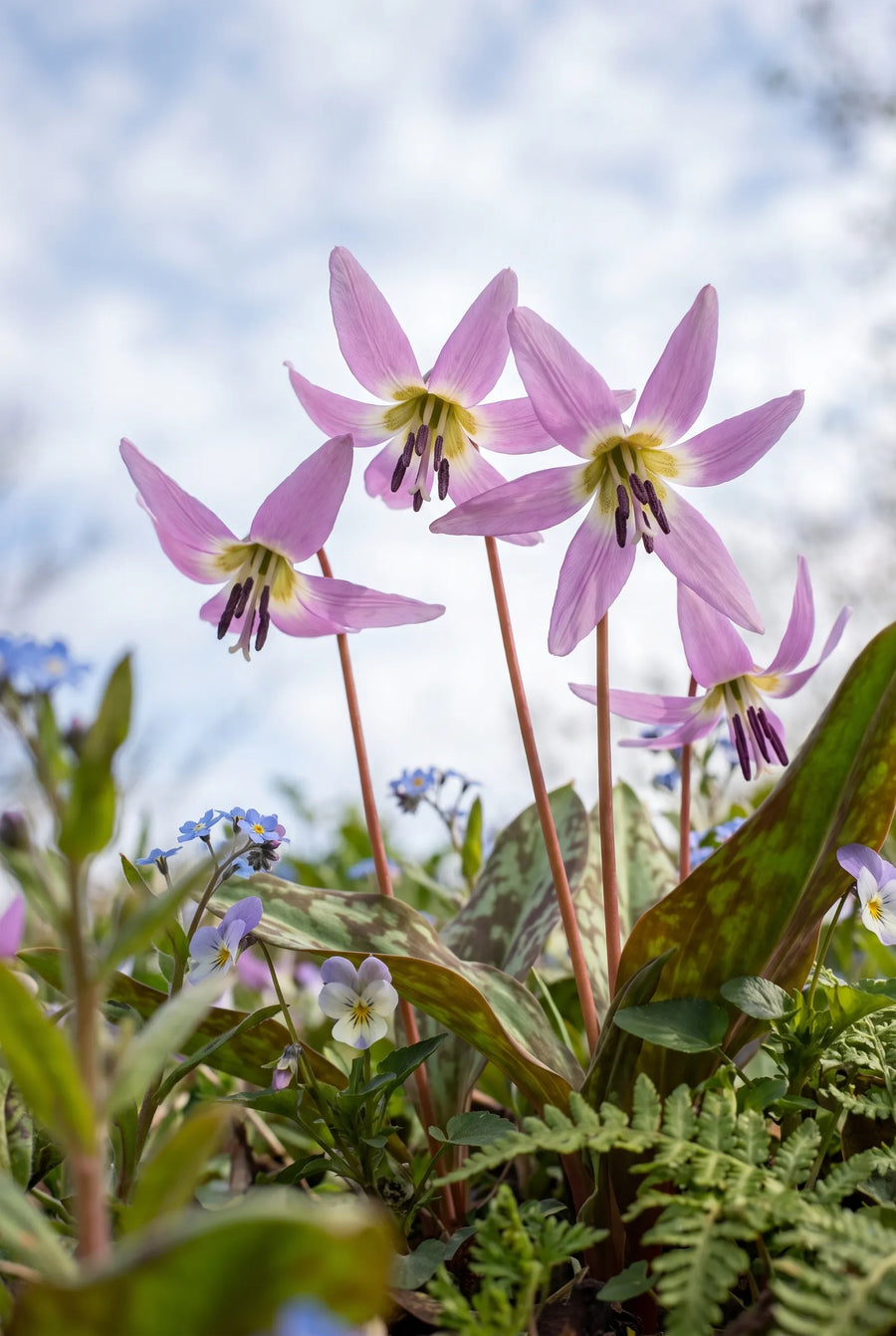 Erythronium Purple King — in de tuin