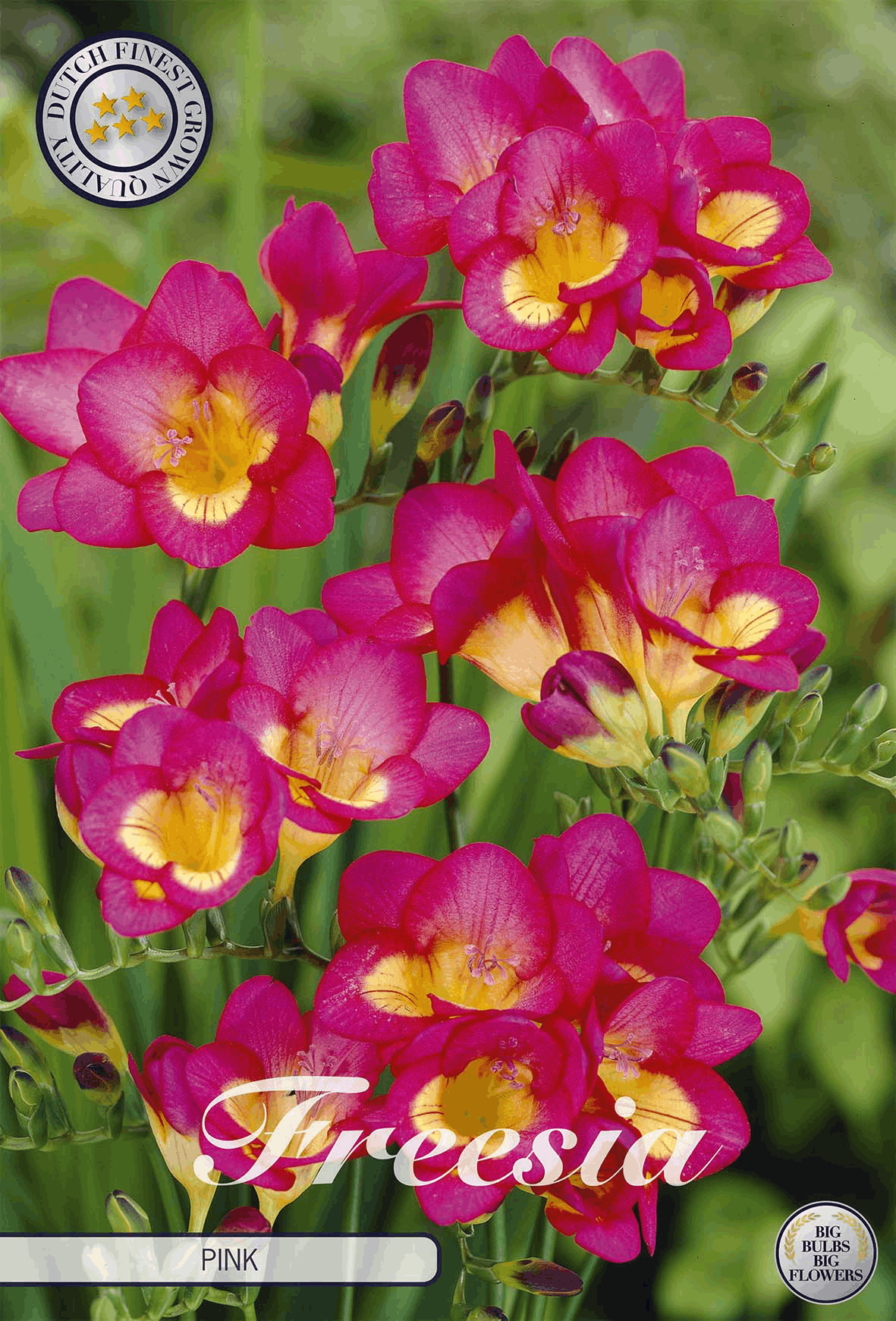Freesia roze