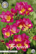 Freesia roze