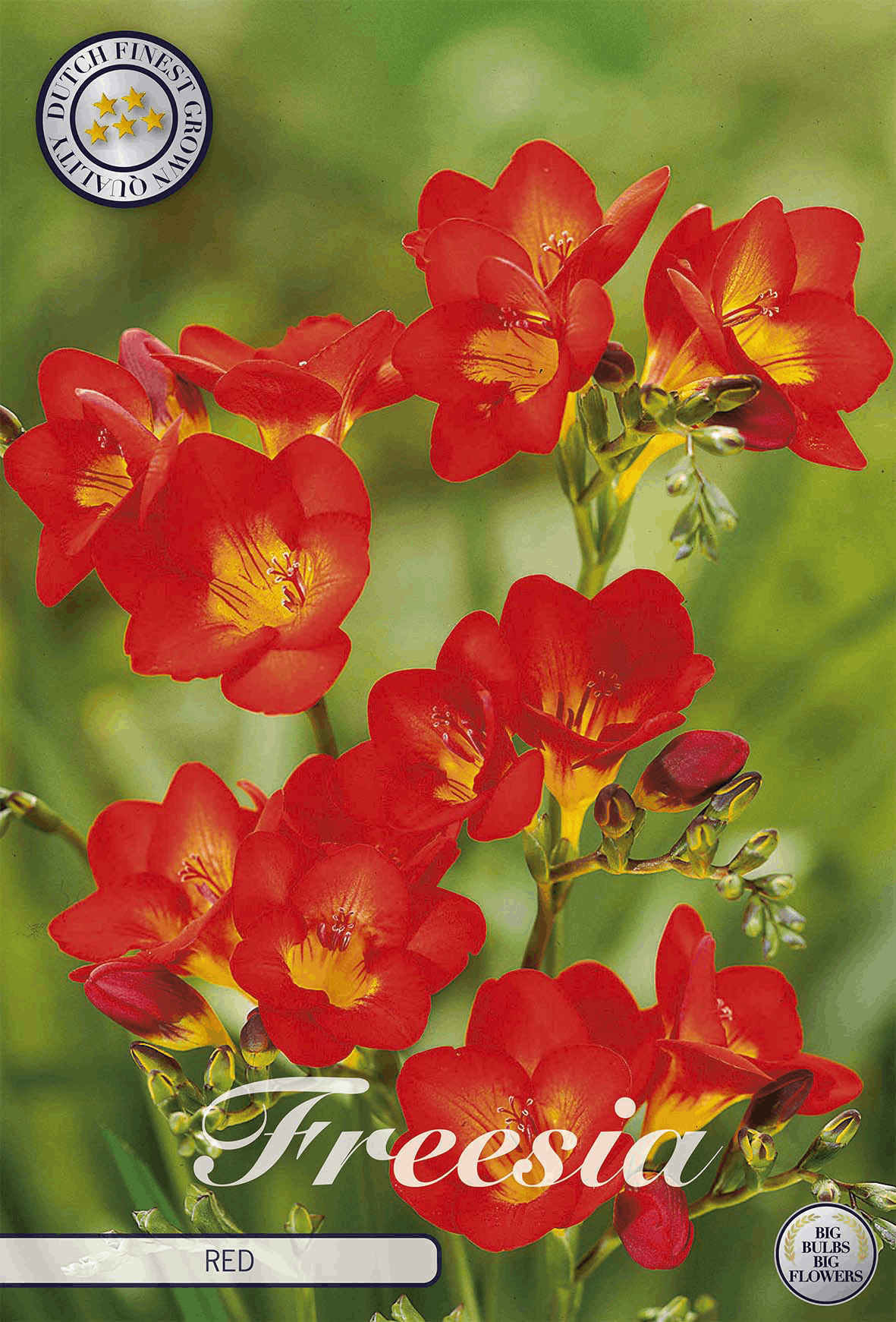Freesia Rood