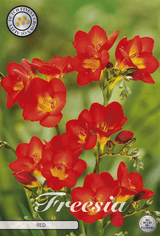 Freesia Rood