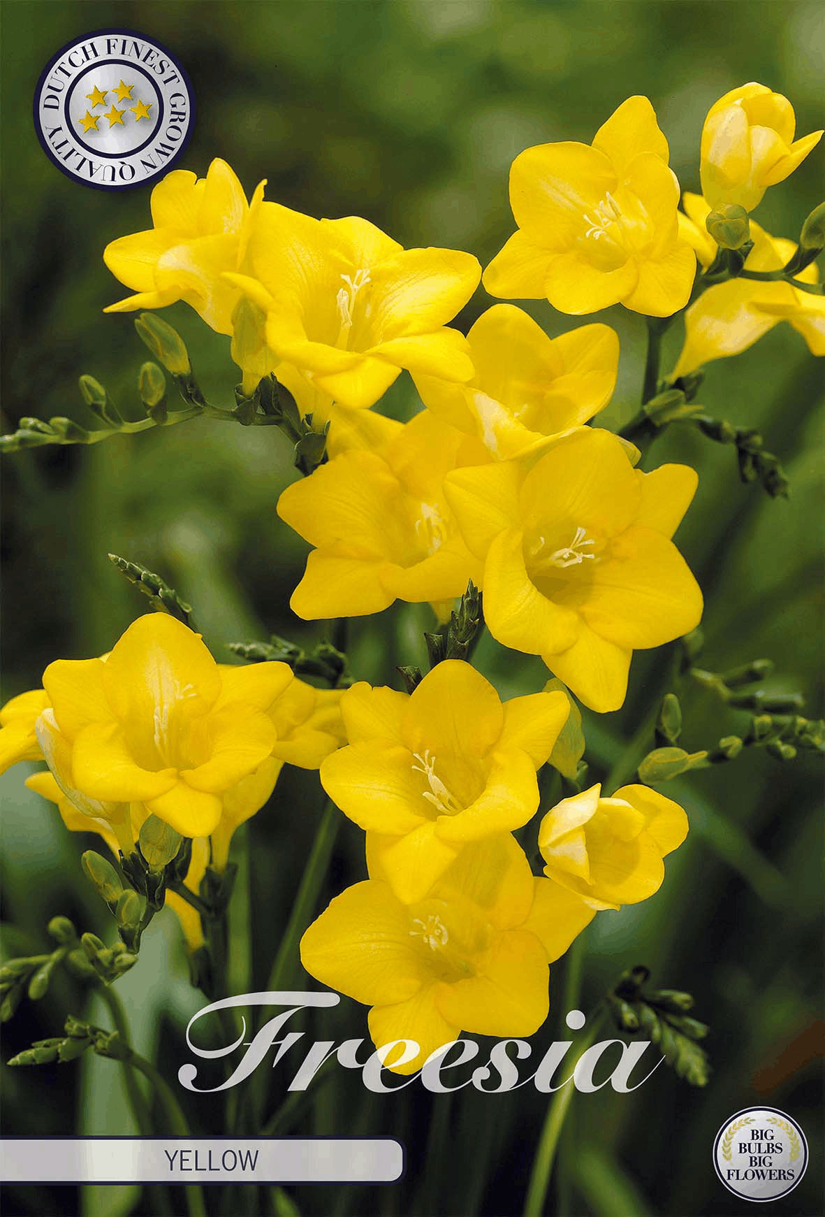 Freesia geel