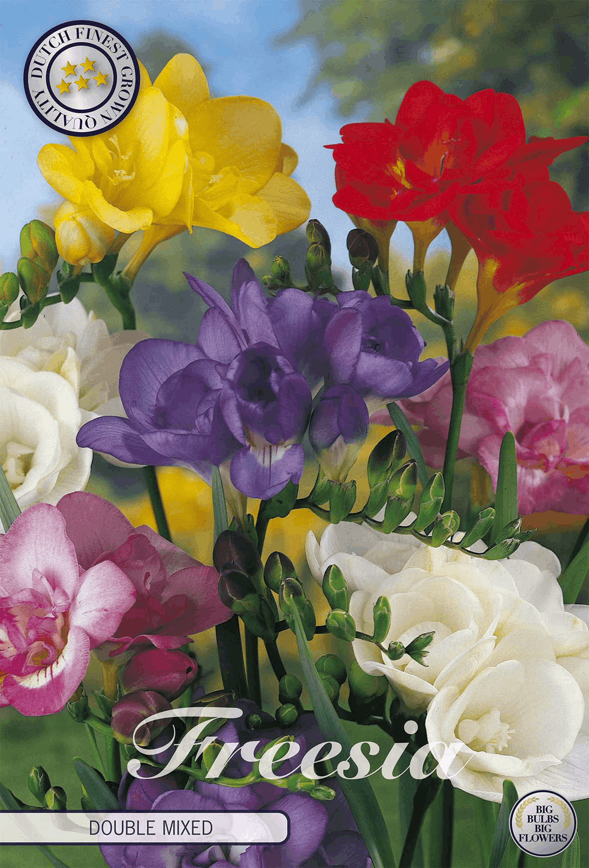 Freesia dubbel gemengd