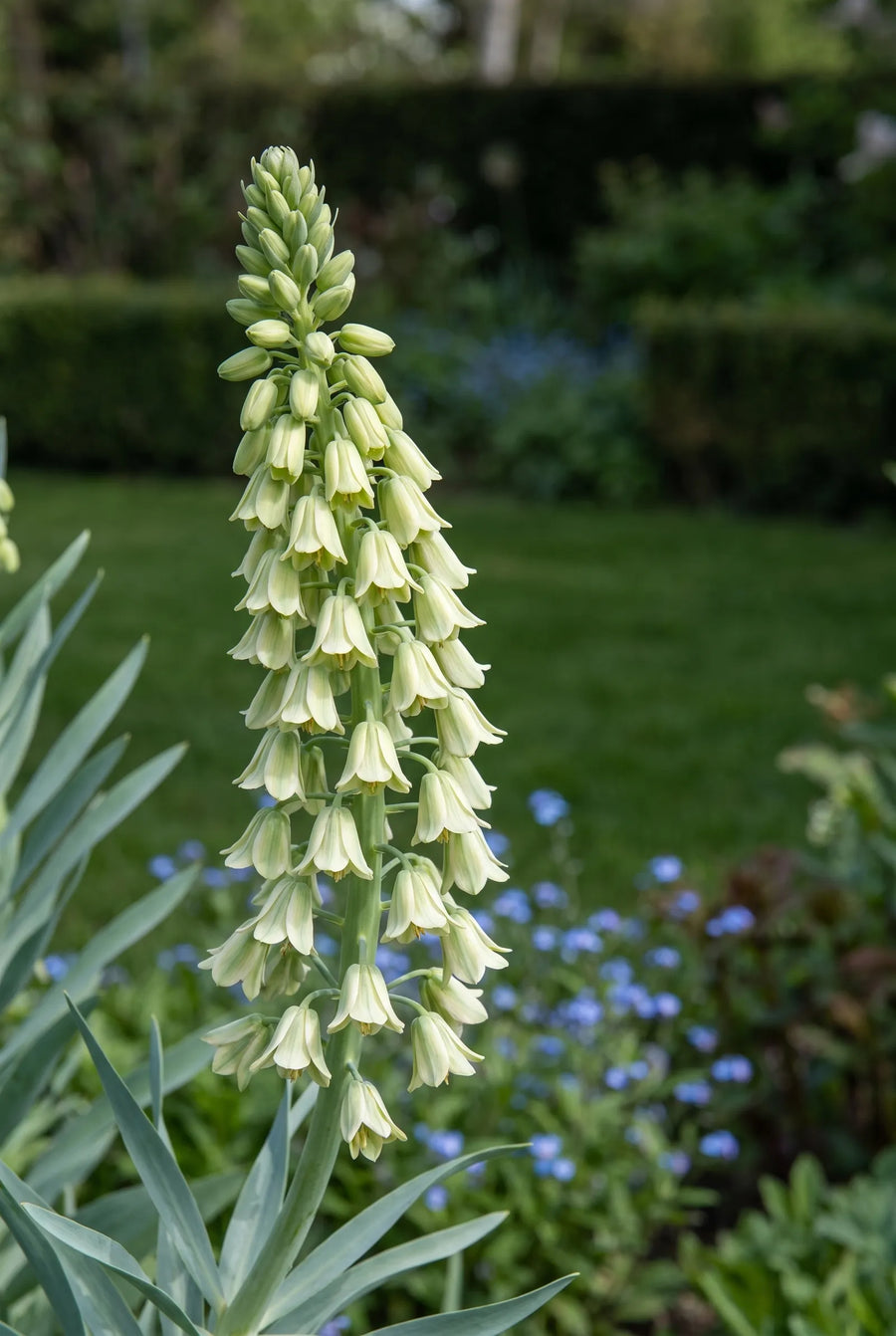 Fritillaria Ivory Bells — close-up van de bloem