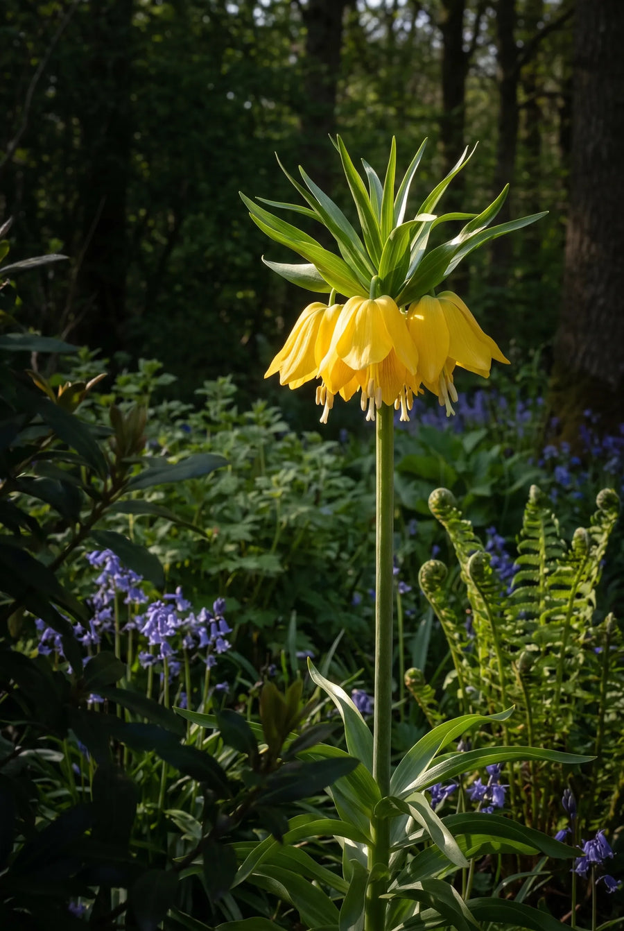 Fritillaria Lutea — sfeerbeeld