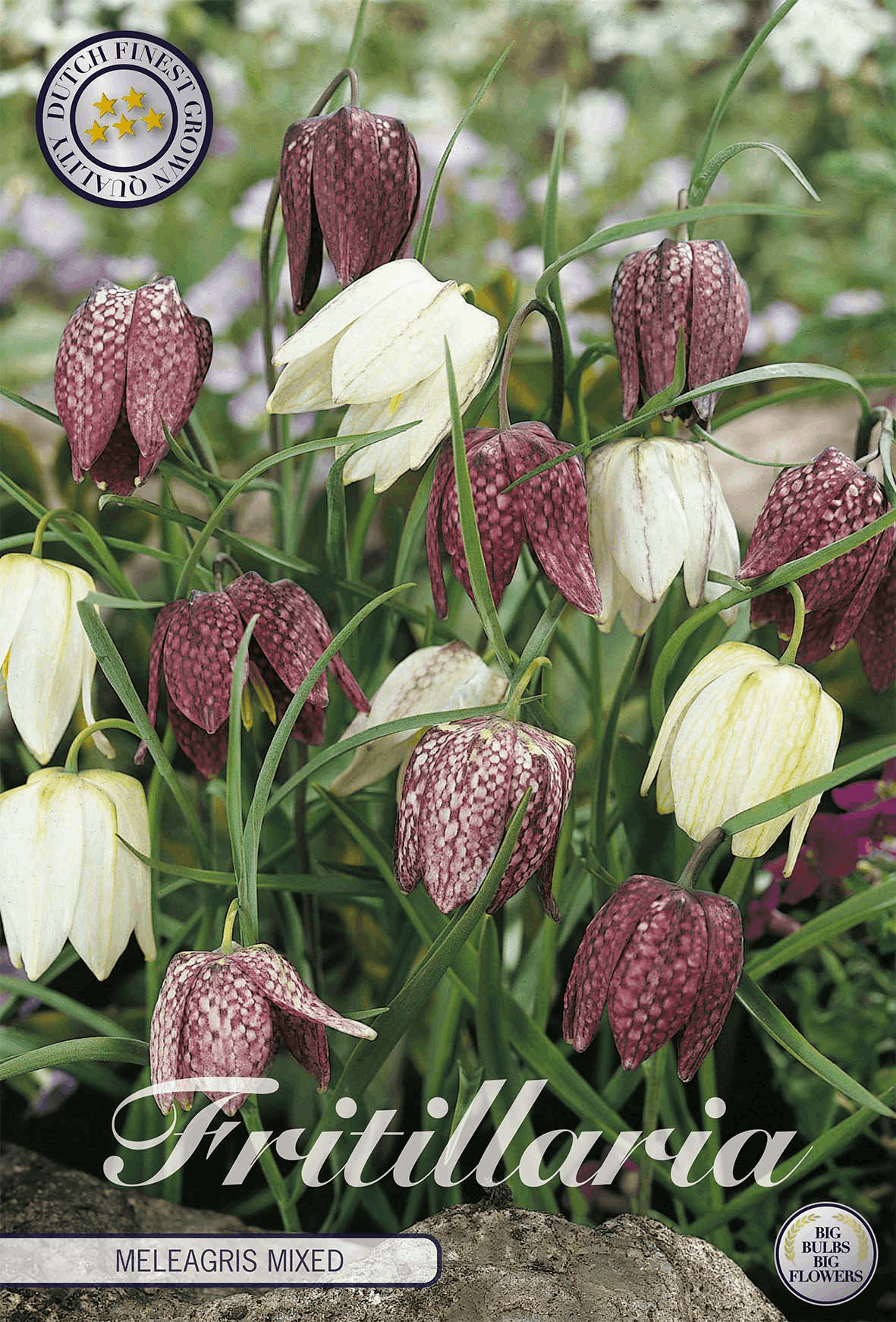 Fritillaria Meleagris Gemengd