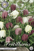 Fritillaria Meleagris Gemengd