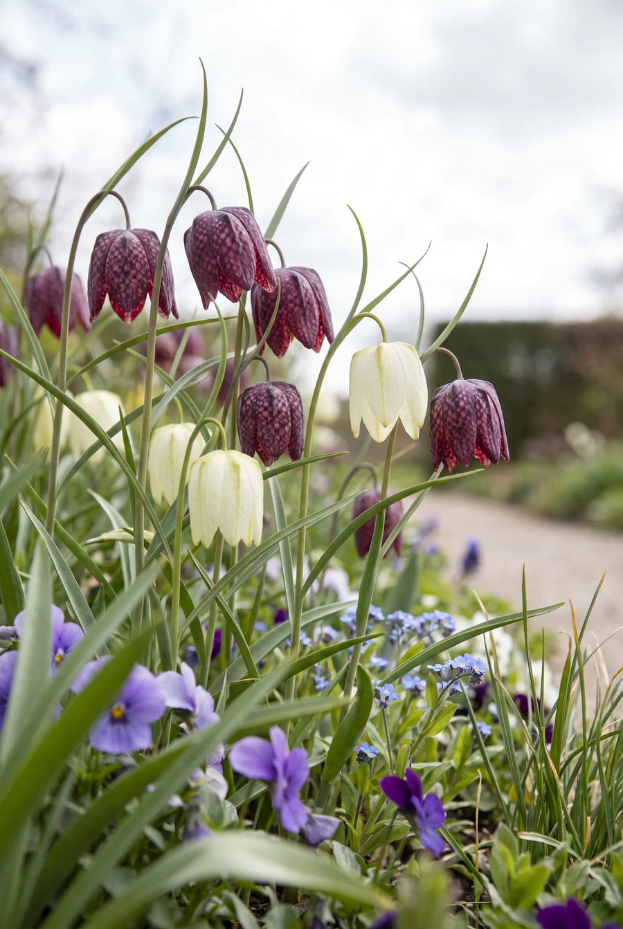 Fritillaria Meleagris Mixed — in de tuin