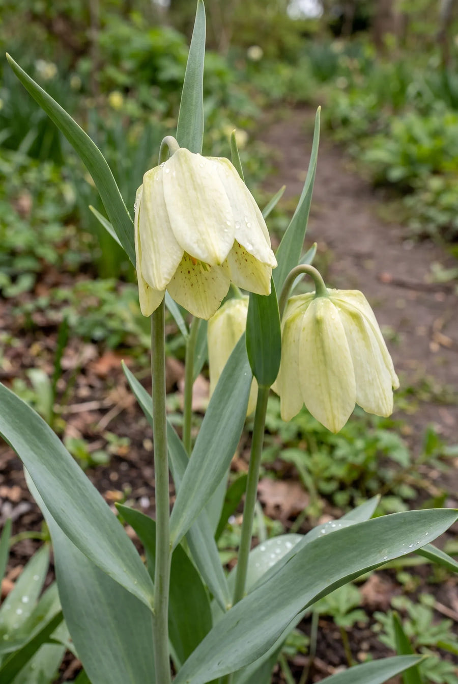 Fritillaria Pallidiflora — close-up van de bloem
