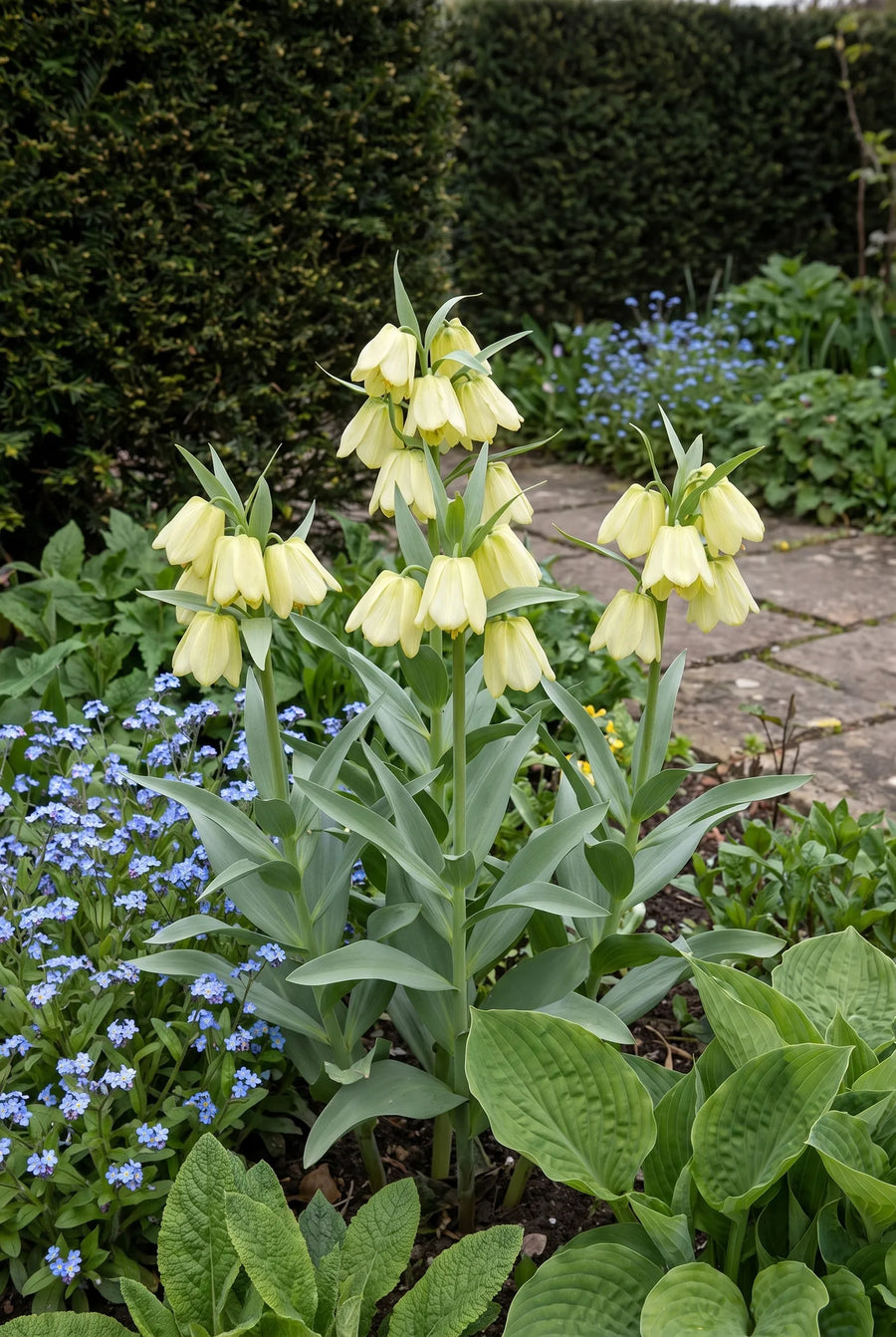 Fritillaria Pallidiflora — groep in de tuinborder