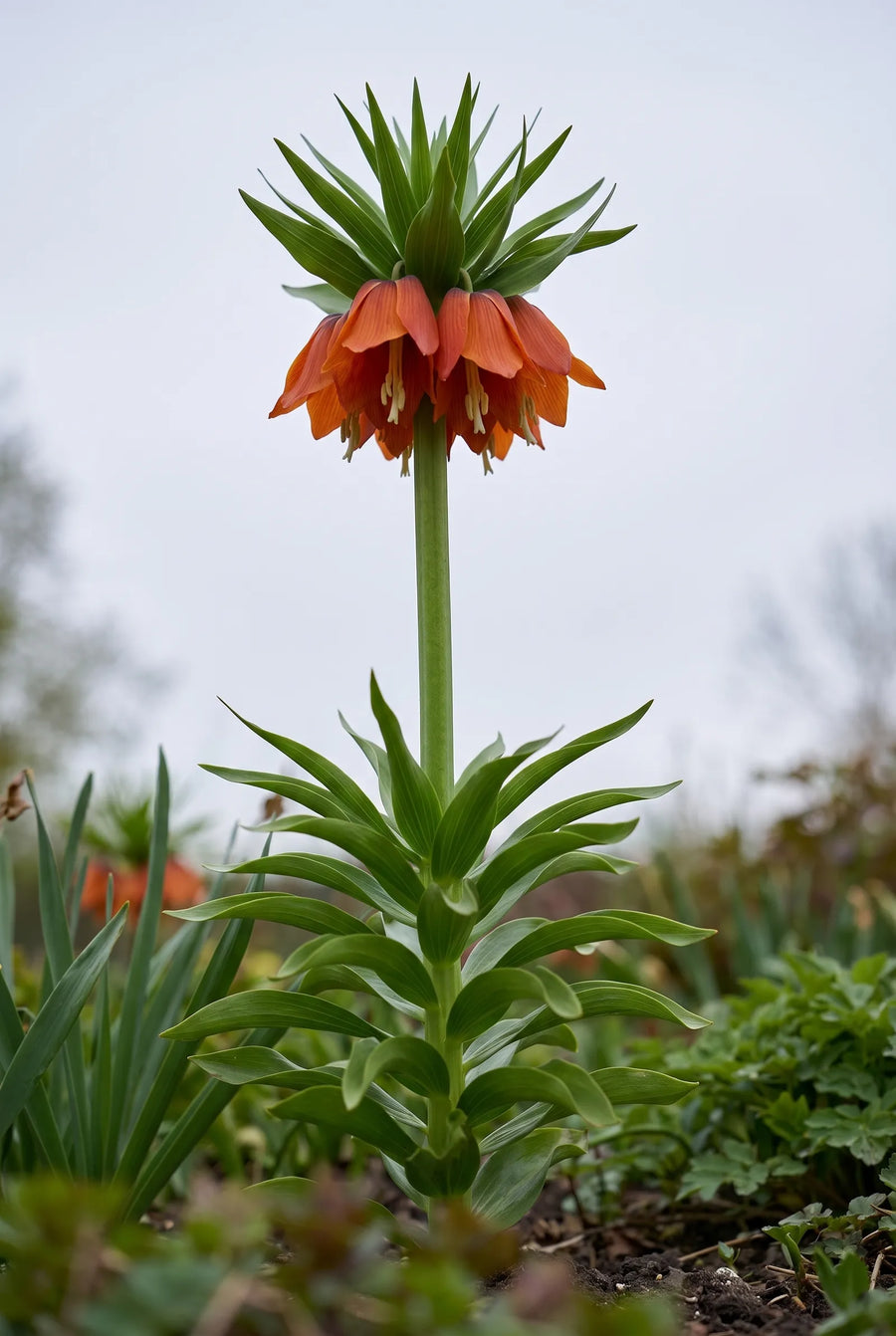 Fritillaria Rubra — in de tuin