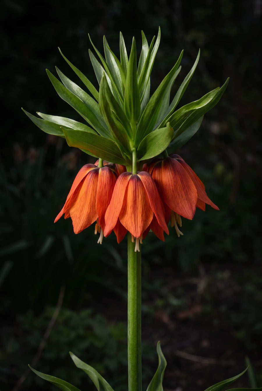 Fritillaria Rubra — sfeerbeeld
