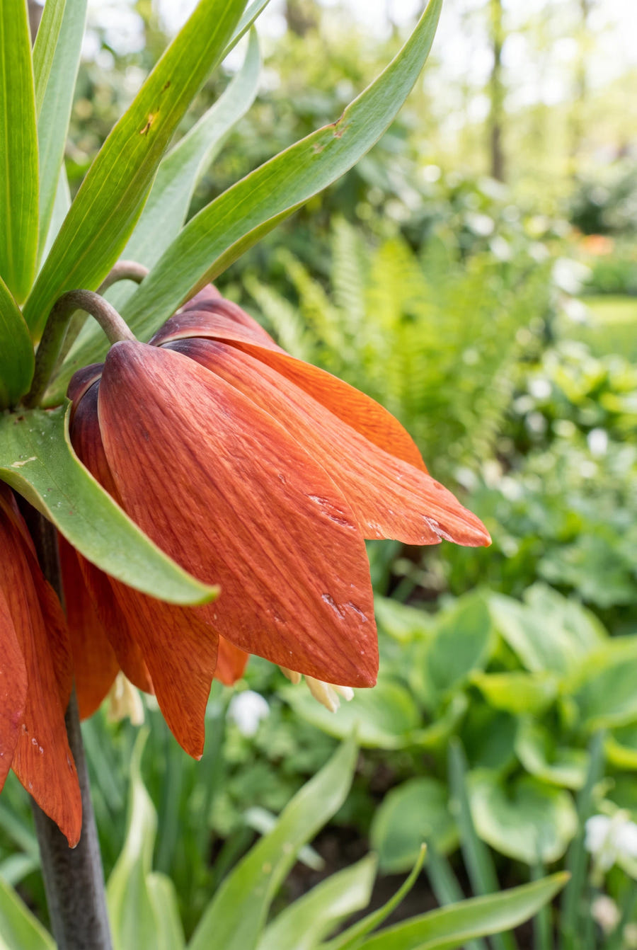 Fritillaria Rubra — detail van de bloemblaadjes