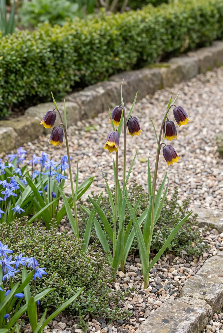 Fritillaria Uva-Vulpis — groep in de tuinborder