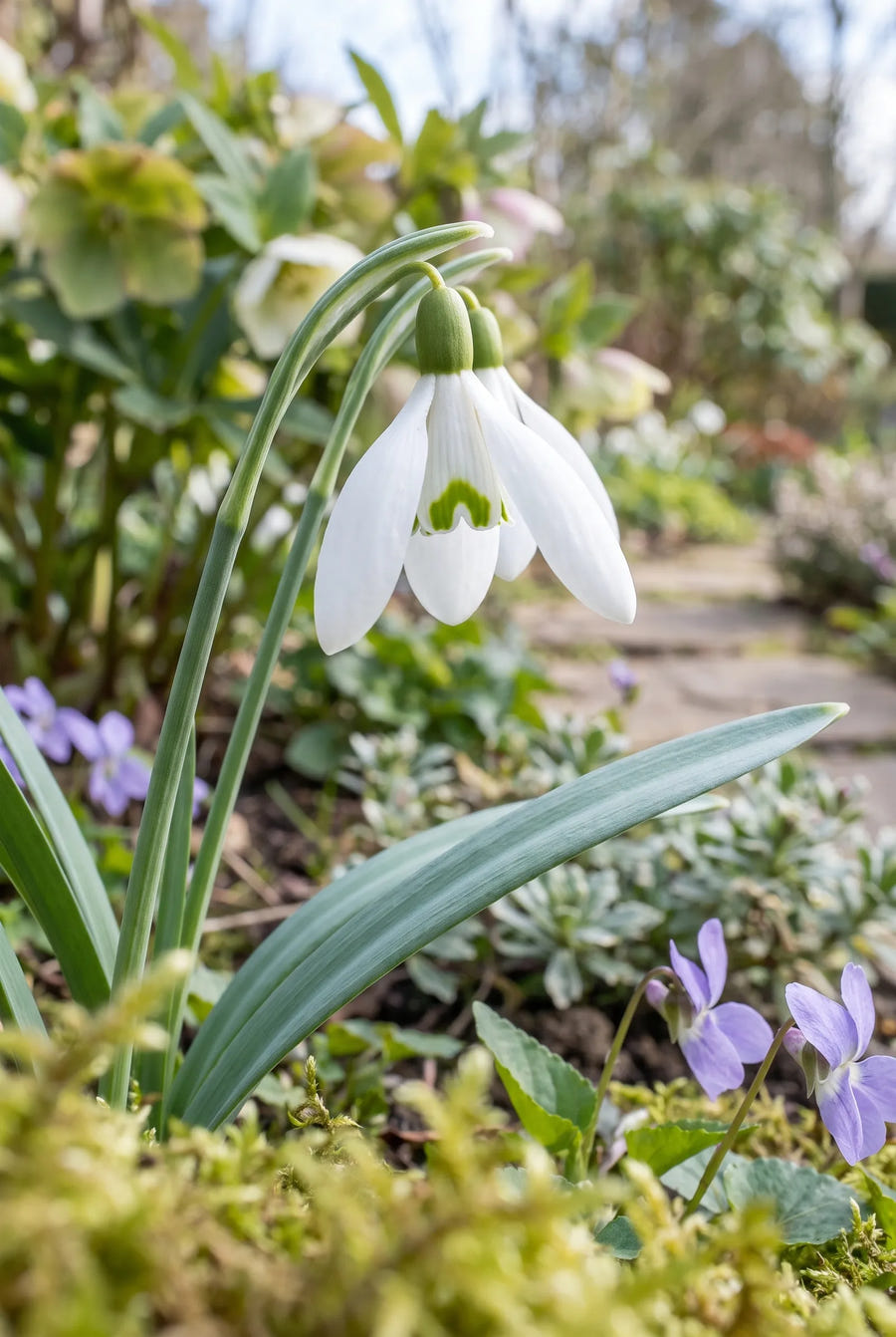 Galanthus Elwesii — close-up van de bloem