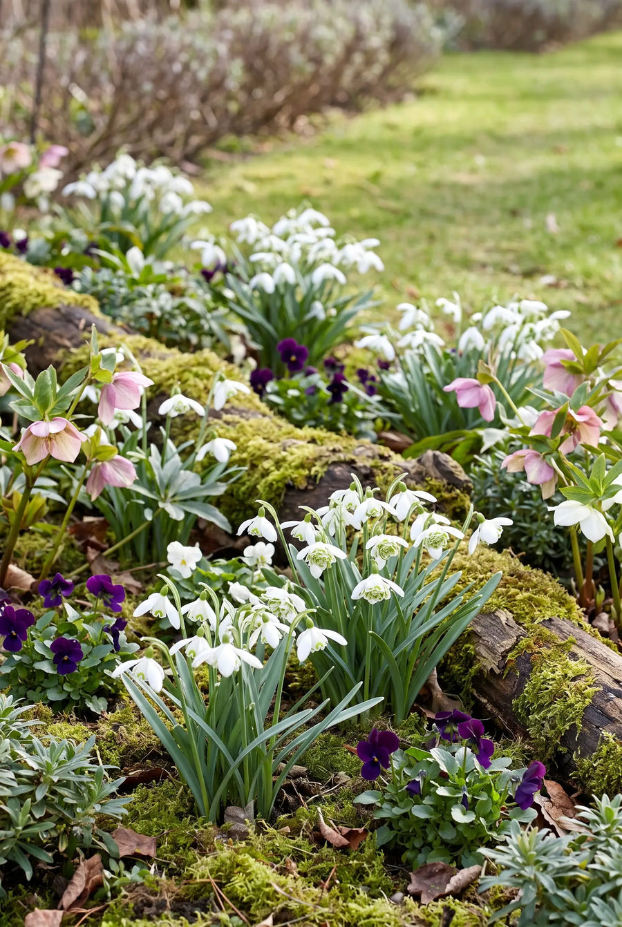 Galanthus Flore Pleno — groep in de tuinborder